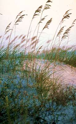 Sea oats help stabilize and build dunes by trapping blowing sands.