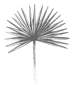 Saw Palmetto (Serenoa repens) The shrub palm of the coast is recognized by the sharp saw spikes that grow on the stem of the plant. 
