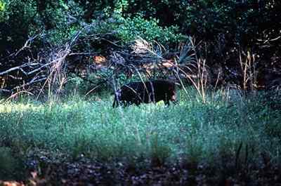 A feral hog on Ossabaw Island. 