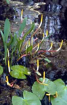 Lilies in the Okefenokee Swamp.