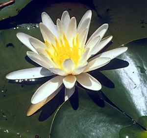 A lily in the Okefenokee Swamp.
