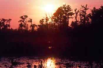 A sunset in the Okefenokee Swamp.