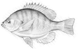 Bluegill (Lepomis macrochirus) This freshwater fish is the most common sunfish in the U.S. 
