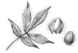 Pignut hickory (Carya glabra) 