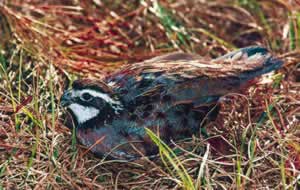 Quail nest on the ground, making the eggs vulnerable to predators including snakes and raccoons. Photo by Richard T. Bryant. Email richard_t_bryant@mindspring.com