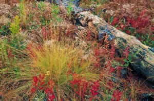 A grass-stage seedling grows beside a fallen mature longleaf pine, which decays  and provides refuge for wildlife on the forest floor. Photo by Richard T. Bryant. Email richard_t_bryant@mindspring.com
