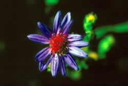 Aster. Photo by Richard T. Bryant. Email richard_t_bryant@mindspring.com