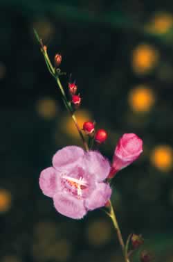 Girardia agalinus. Photo by Richard T. Bryant. Email richard_t_bryant@mindspring.com