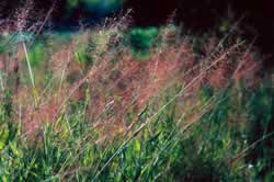 Panic Grass. Photo by Richard T. Bryant. Email richard_t_bryant@mindspring.com