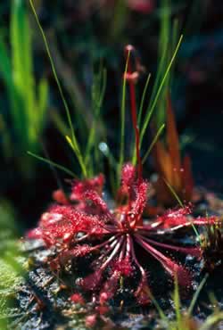 Sundew. Photo by Richard T. Bryant. Email richard_t_bryant@mindspring.com