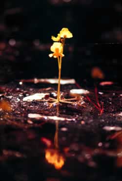 Yellow Bladderwort. Photo by Richard T. Bryant. Email richard_t_bryant@mindspring.com