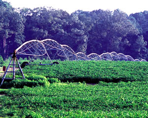 With water becoming more scarce and valuable in the Flint River Basin, there is increasing competition among uses—including agricultural irrigation. Photo by Richard T. Bryant. Email richard_t_bryant@mindspring.com