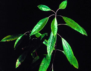 Corkwood. Photo by Claud L. Brown.