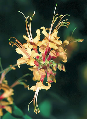 Native Azalea. Photo by Richard T. Bryant. Email richard_t_bryant@mindspring.com