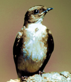 Northern Rough-winged Swallow. Photo courtesy of Cornell Lab of Ornithology.