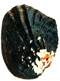 The Washboard Mussel. Photo by Richard T. Bryant. Email richard_t_bryant@mindspring.com