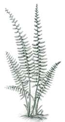 Christmas fern (Polystichum acrostichoides) 