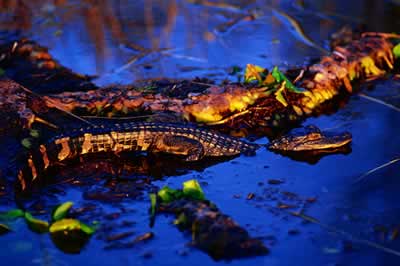 For the first few years of life, young alligators are easy prey and depend on protection from female adults. Photo by Richard T. Bryant. Email richard_t_bryant@mindspring.com