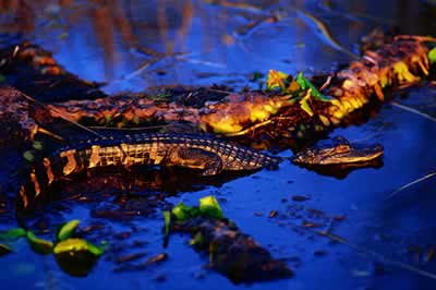 Sherpa Guides | Georgia | The Okefenokee Swamp | Georgia's Gators: The Modern Dinosaurs