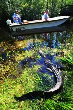 georgia swamp okefenokee hunting alligators swamps habitat creature sherpaguides