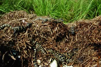 This nest is home to young alligators, adorned with bright stripes and yellow blotches. Photo by Richard T. Bryant. Email richard_t_bryant@mindspring.com