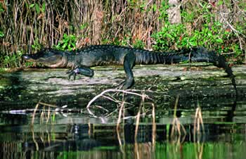 georgia alligator swamp okefenokee alligators florida south animals alabama carolina gafollowers nuisance states gators louisiana hunts include offer program texas