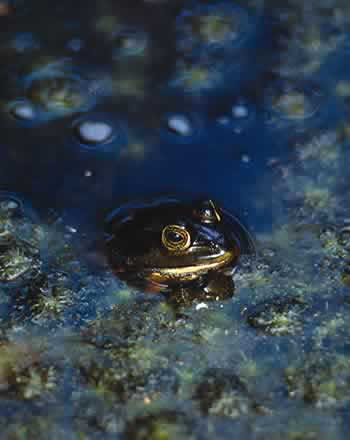A frog peeks out of the water.Photo by Richard T. Bryant. Email richard_t_bryant@mindspring.com