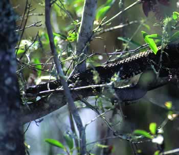 A snake basks on a sunny branch. Photo by Richard T. Bryant. Email richard_t_bryant@mindspring.com