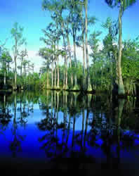 Pond-cypress. Photo by Richard T. Bryant. Email richard_t_bryant@mindspring.com