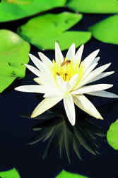 Water Lily. Photo by Richard T. Bryant. Email richard_t_bryant@mindspring.com