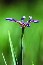 Swamp Iris. Photo by Richard T. Bryant. Email richard_t_bryant@mindspring.com