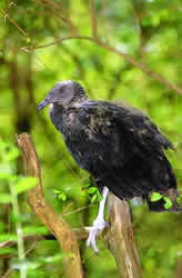 Black Vulture. Photo by Richard T. Bryant. Email richard_t_bryant@mindspring.com