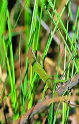 Green Anole. Photo by Richard T. Bryant. Email richard_t_bryant@mindspring.com