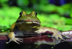 Bullfrog. Photo by Richard T. Bryant. Email richard_t_bryant@mindspring.com