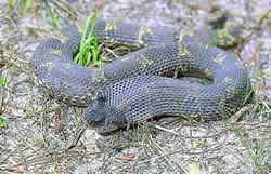 Hognose Snake. Photo by Richard T. Bryant. Email richard_t_bryant@mindspring.com