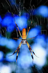 Golden-silk Spider. Photo by Richard T. Bryant. Email richard_t_bryant@mindspring.com