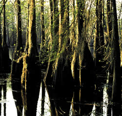 The Classic South area is home to many cypress swamps.  Photo by Richard T. Bryant.  Email richard_T_Bryant@mindspring.com