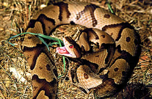 One of six venomous snakes found in Georgia, the copperhead is often found in urban areas.  Photo by Richard T. Bryant.  Email: richard_T_Bryant@mindspring.comPhoto by Richard T. Bryant.  Email: richard_T_Bryant@mindspring.com