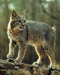 The bobcat finds ample rodents and other prey in the forest and fields on the plantation.  Photo by Richard T. Bryant.  Email: richard_T_Bryant@mindspring.com