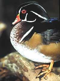 Wood ducks are common cavity-nesting birds along the river.  Photo by Richard T. Bryant.  Email: richard_T_Bryant@mindspring.com