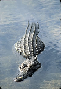 American alligators bask along the banks of the canals on sunny winter days.  Photo by Richard T. Bryant.  Email richard_T_Bryant@mindspring.com