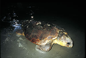 Female loggerhead sea turtles come ashore to lay their eggs from late May to mid-August.  Photo by Richard T. Bryant.  Email richard_T_Bryant@mindspring.com