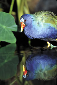 Look for the purple gallinule stalking its prey among the lily pads in fresh water areas.  Photo by Richard T. Bryant.  Email richard_T_Bryant@mindspring.com