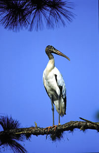 The rare wood stork may be seen soaring high over the marsh.  Photo by Richard T. Bryant.  Email richard_T_Bryant@mindspring.com
