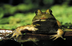 Bullfrogs are among the 100 species of reptiles and amphibians that live in the refuge.  Photo by Richard T. Bryant.  Email richard_T_Bryant@mindspring.com