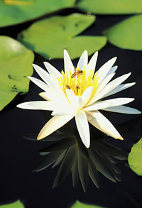 Water lily.  Photo by Richard T. Bryant.  Email richard_T_Bryant@mindspring.com
