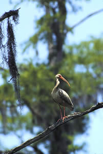 An immature white ibis rests above the blackwaters of the Okefenokee.  Photo by Richard T. Bryant.  Email richard_T_Bryant@mindspring.com