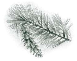 Eastern white pine (Pinus strobus)