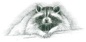 Raccoon (Procyon lotor) The raccoon often appears to wash its food, resulting in its Latin name, “lotor,” meaning “a washer.”