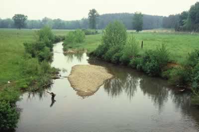 Figure 19. Riparian loss and associated sedimentation at a site on Clear Creek, a small tributary draining pasture land in Bartow County, GA (photograph by N. M. Burkhead).